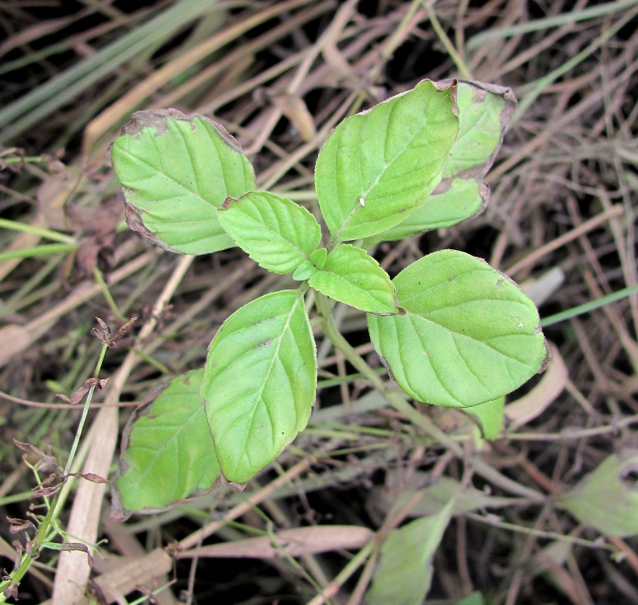 Изображение особи род Mentha.