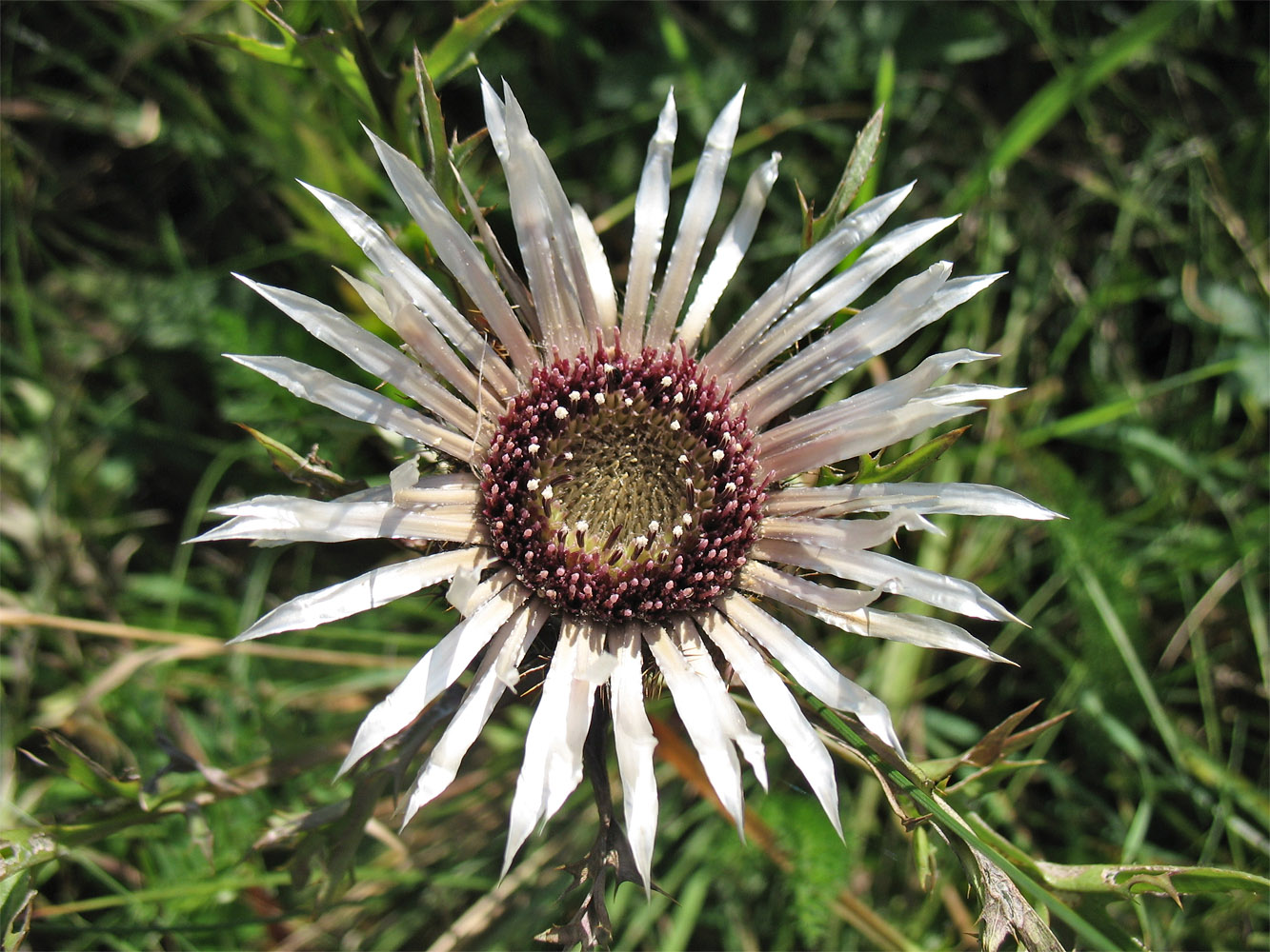 Image of Carlina cirsioides specimen.