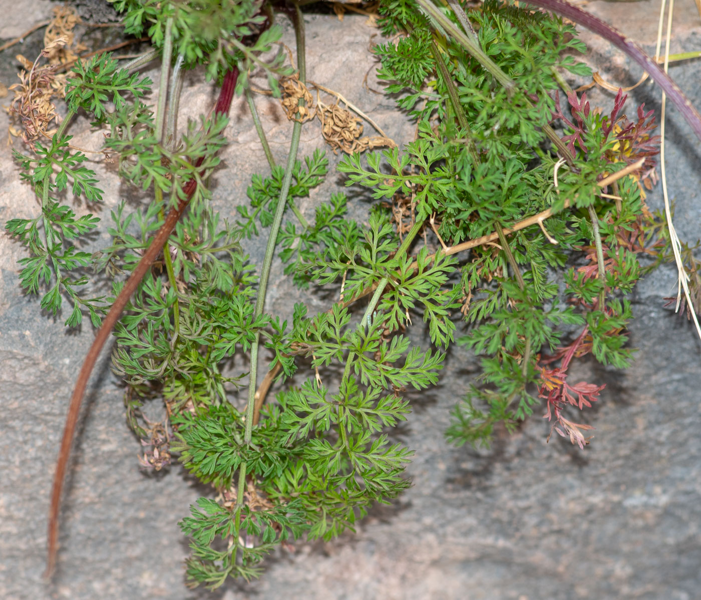 Image of Daucus montanus specimen.