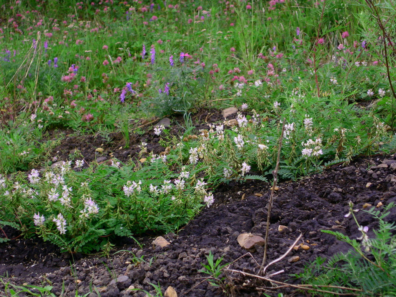 Image of Astragalus schumilovae specimen.