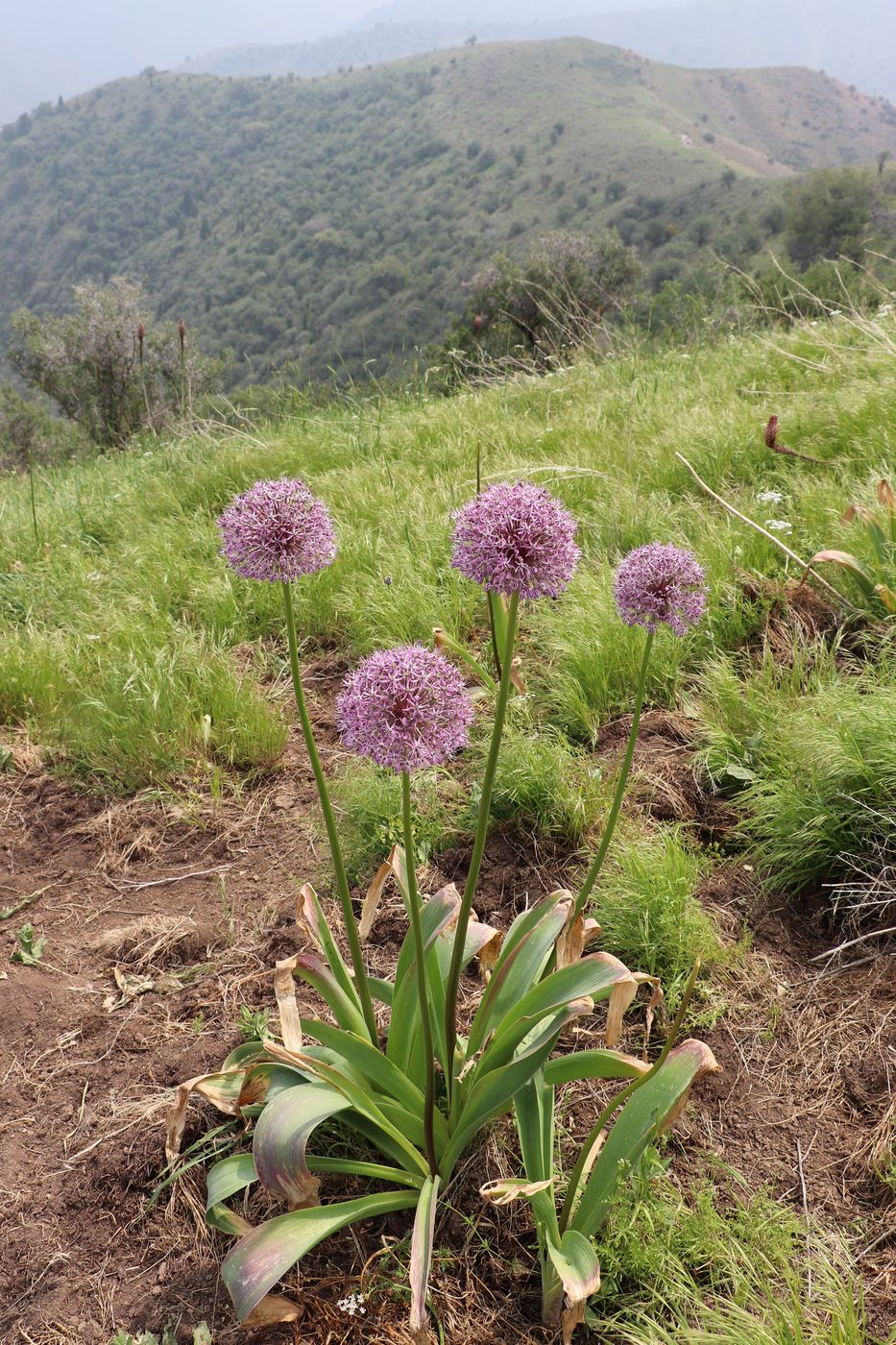 Image of Allium stipitatum specimen.