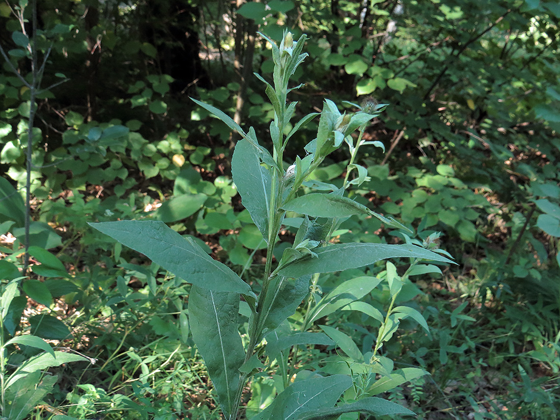 Image of Centaurea pseudophrygia specimen.