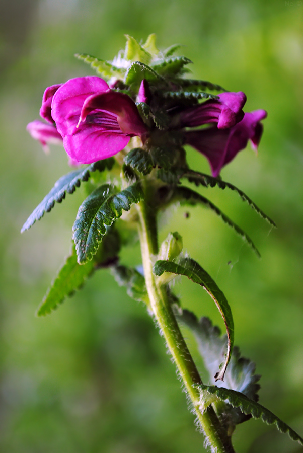 Изображение особи Pedicularis resupinata.