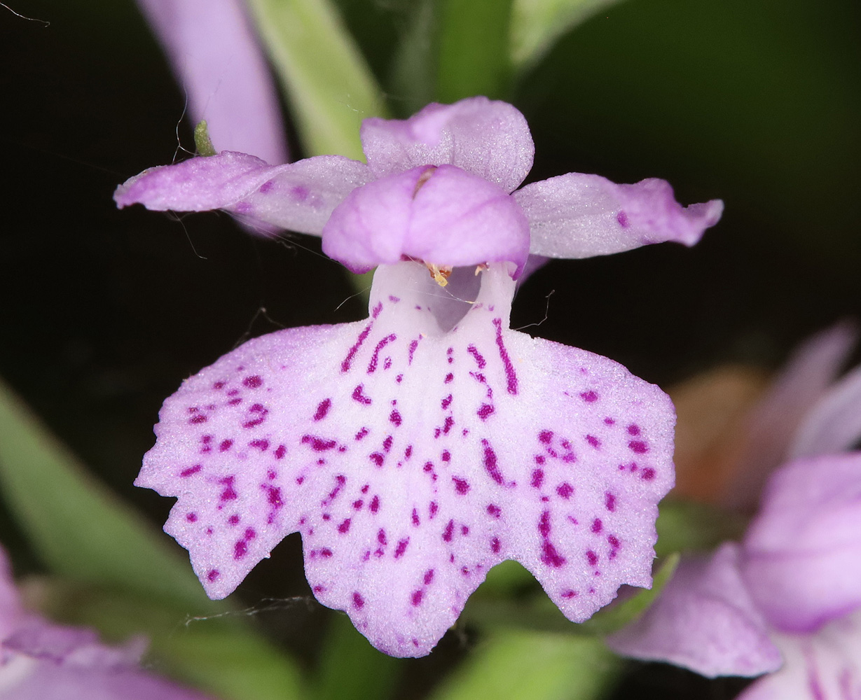 Image of Dactylorhiza saccifera specimen.