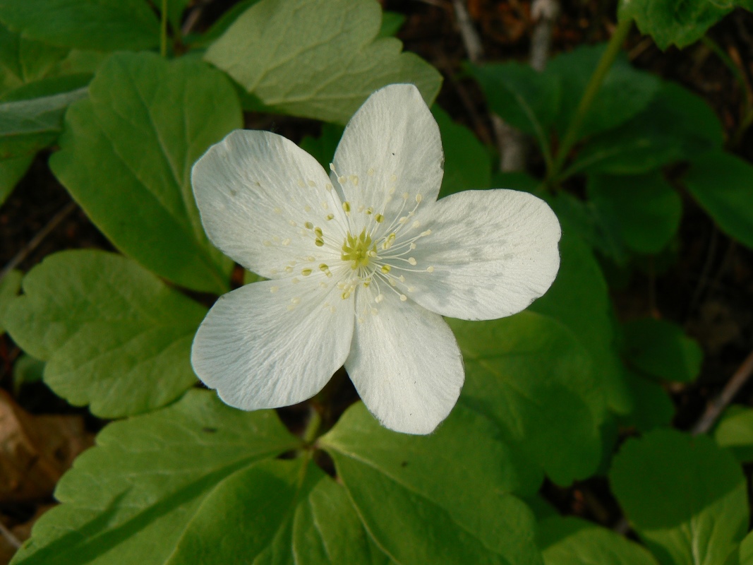 Изображение особи Anemone udensis.