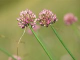 Allium psebaicum. Верхушки побегов с соцветиями. Краснодарский край, Мостовской р-н, окр. пгт Псебай, хр. Герпегем, обнажение гипса на склоне горы. 19.08.2021.