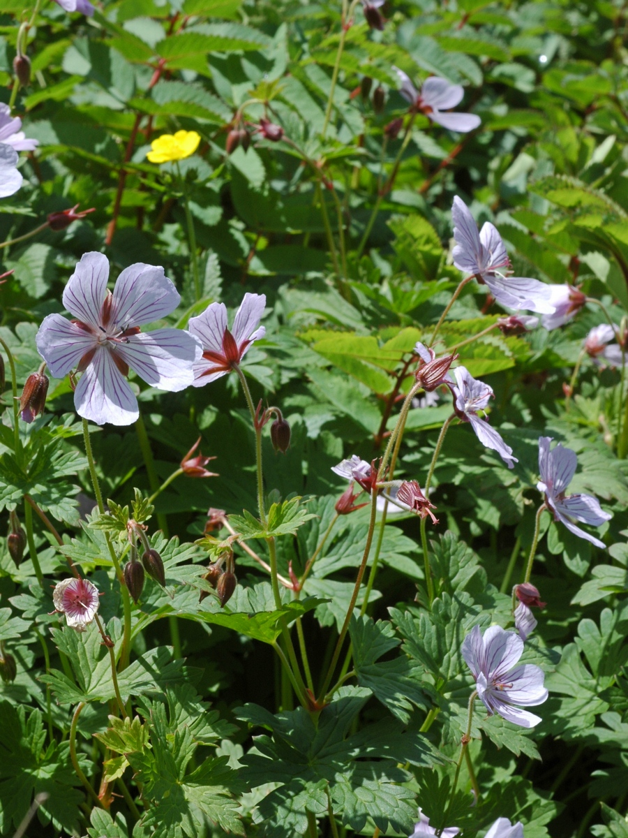 Image of genus Geranium specimen.