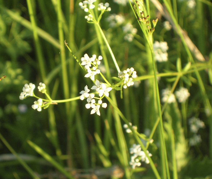 Image of Galium palustre specimen.