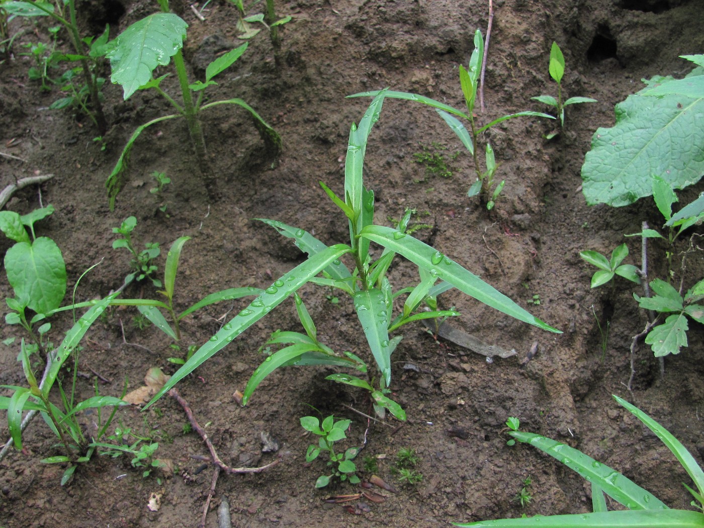 Image of Persicaria minor specimen.