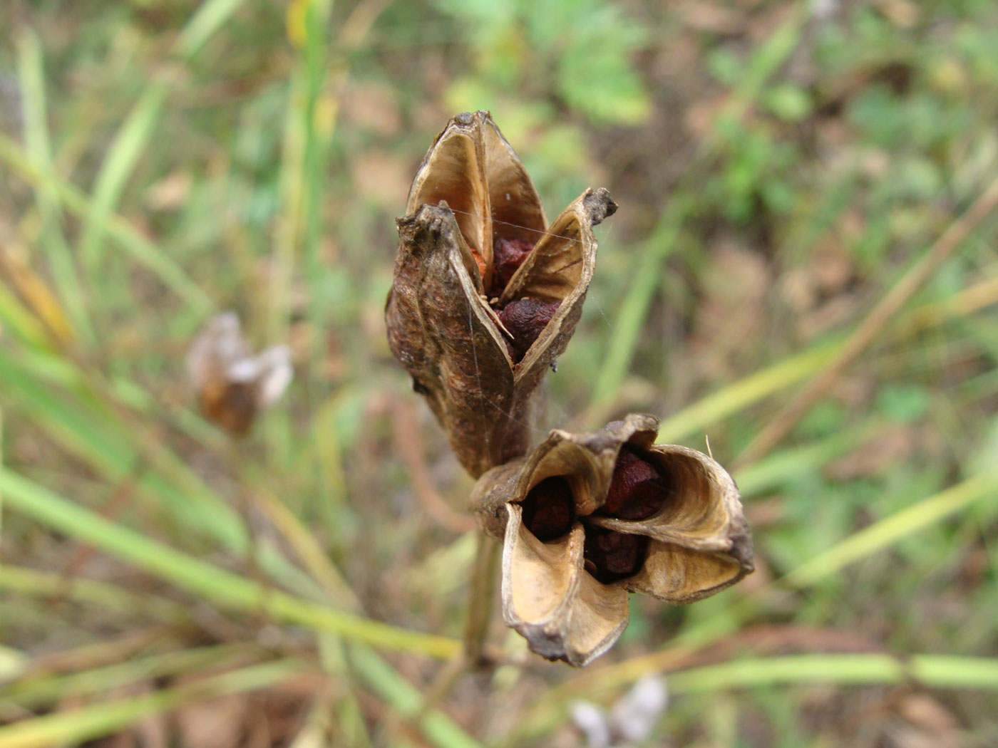 Изображение особи Iris sanguinea.