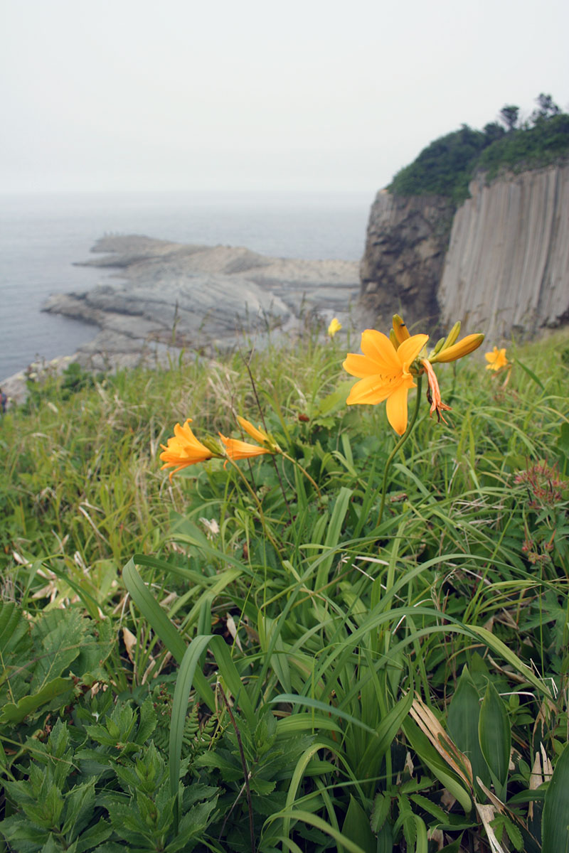 Image of genus Hemerocallis specimen.