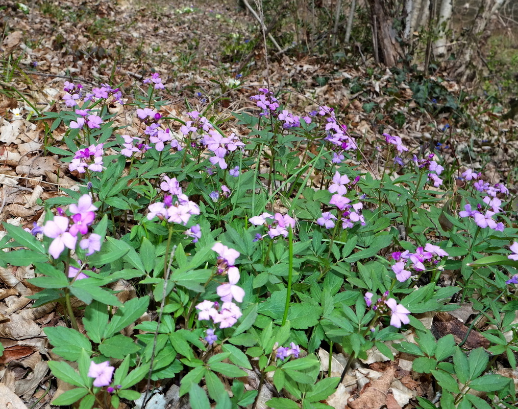 Image of Cardamine quinquefolia specimen.