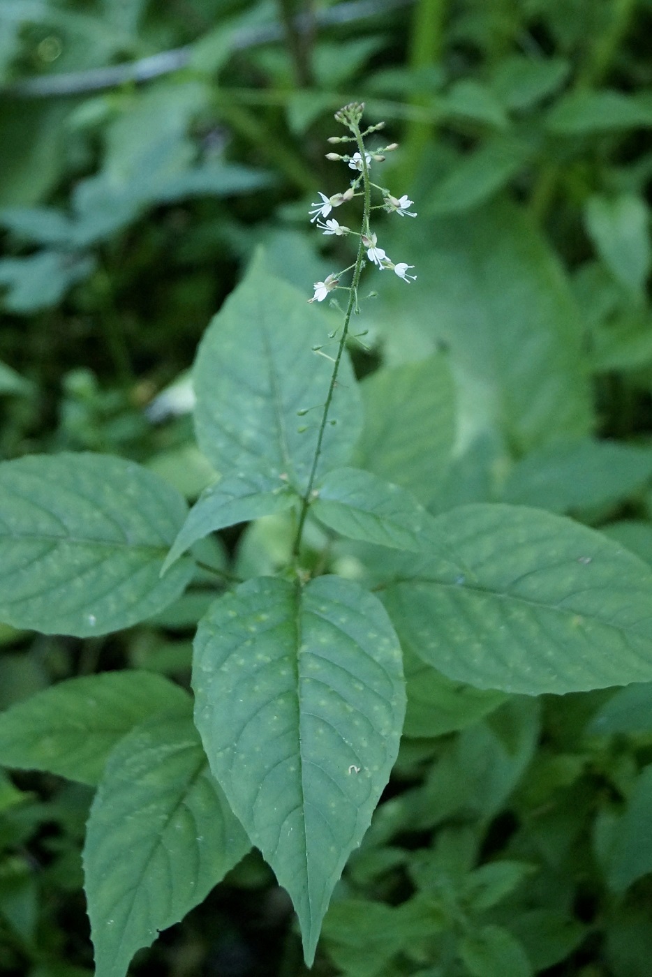 Изображение особи Circaea lutetiana.