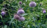 Cirsium kamtschaticum