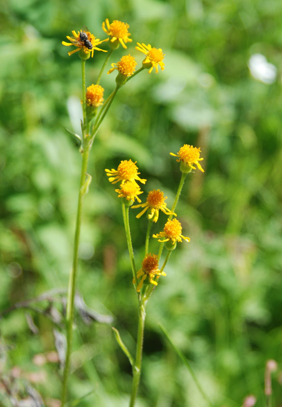 Image of Tephroseris praticola specimen.