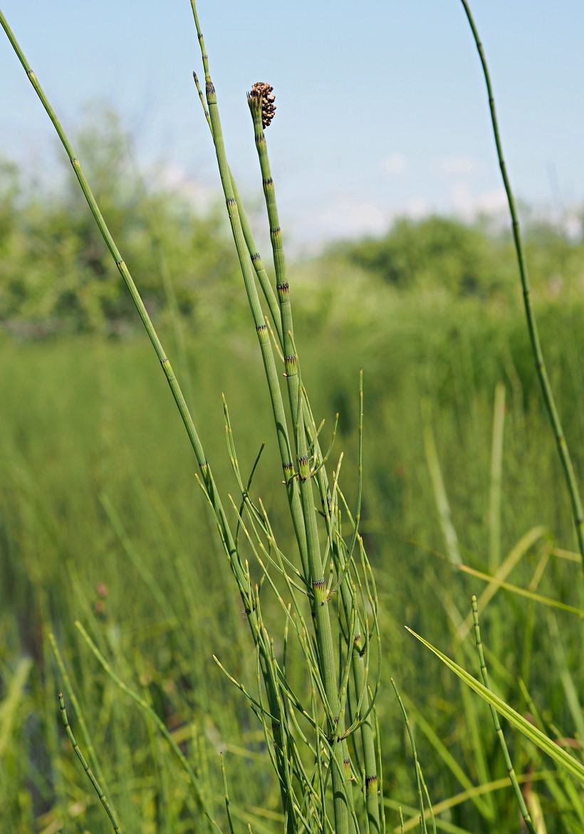 Image of Equisetum fluviatile specimen.