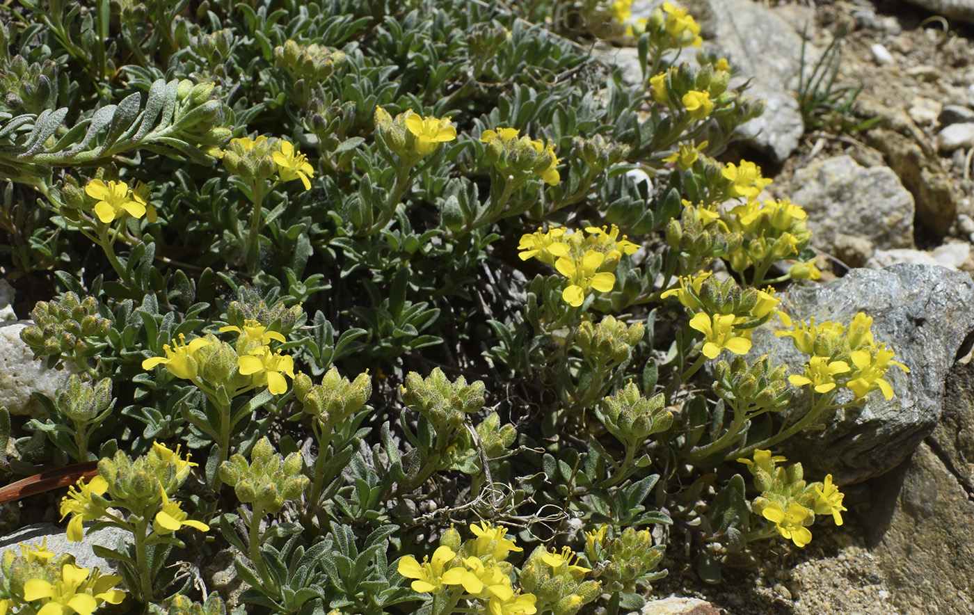 Изображение особи Alyssum cacuminum.