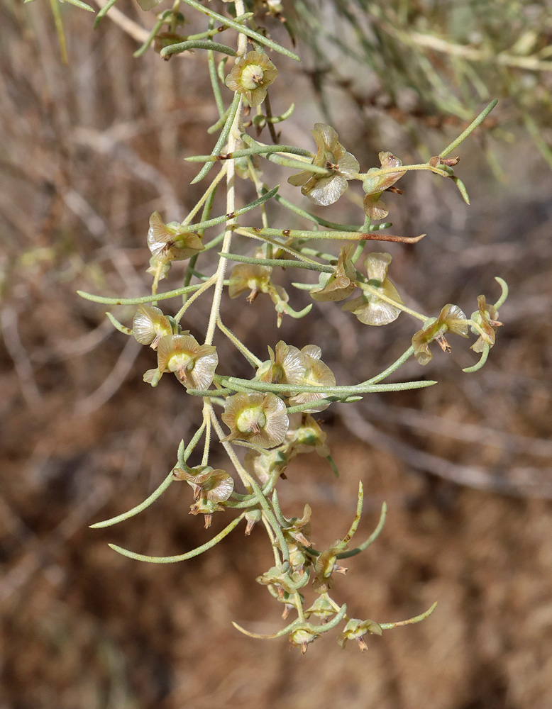 Изображение особи Salsola richteri.