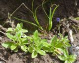 Veronica grandiflora