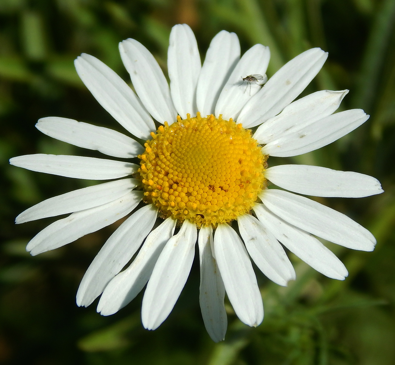 Image of Tripleurospermum inodorum specimen.