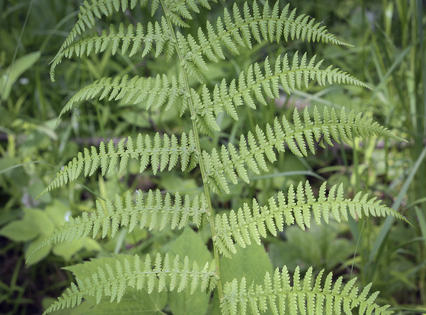 Изображение особи Athyrium filix-femina.