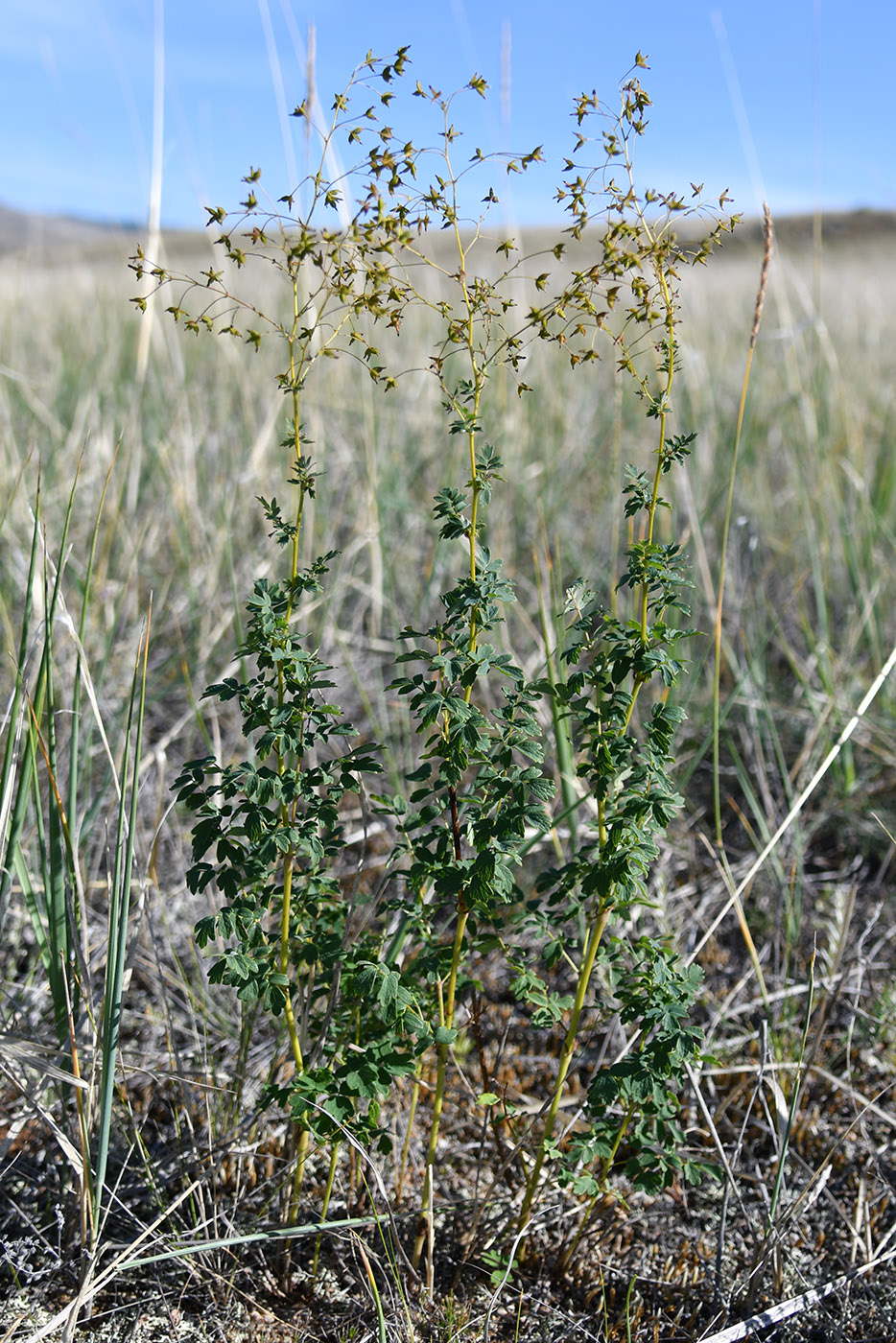 Image of genus Thalictrum specimen.