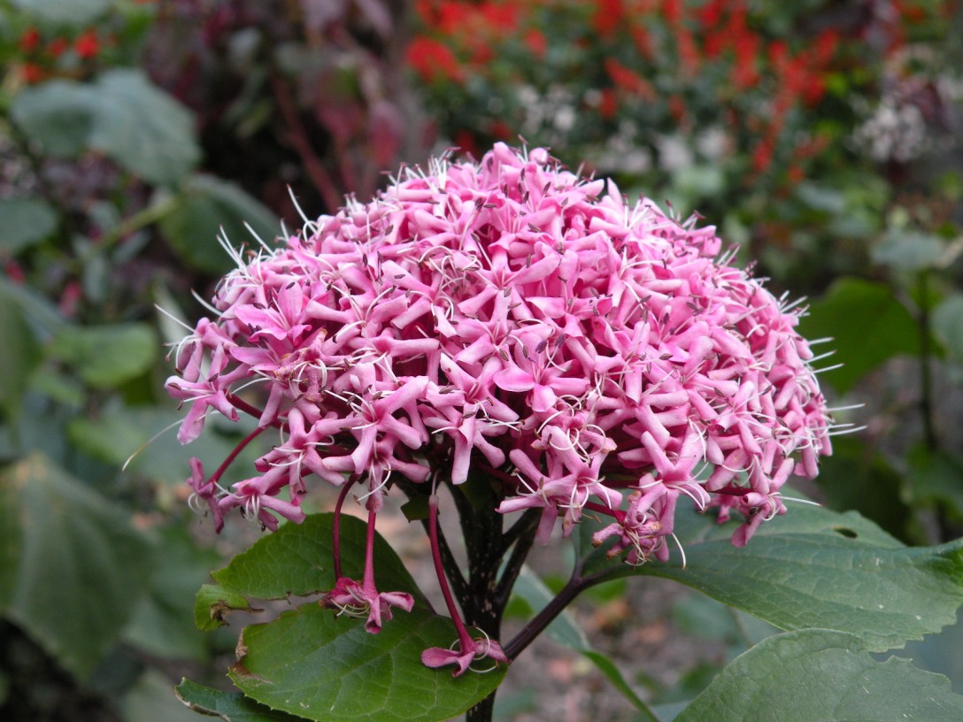 Image of Clerodendrum bungei specimen.