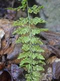 Смотреть изображение Asplenium incisum