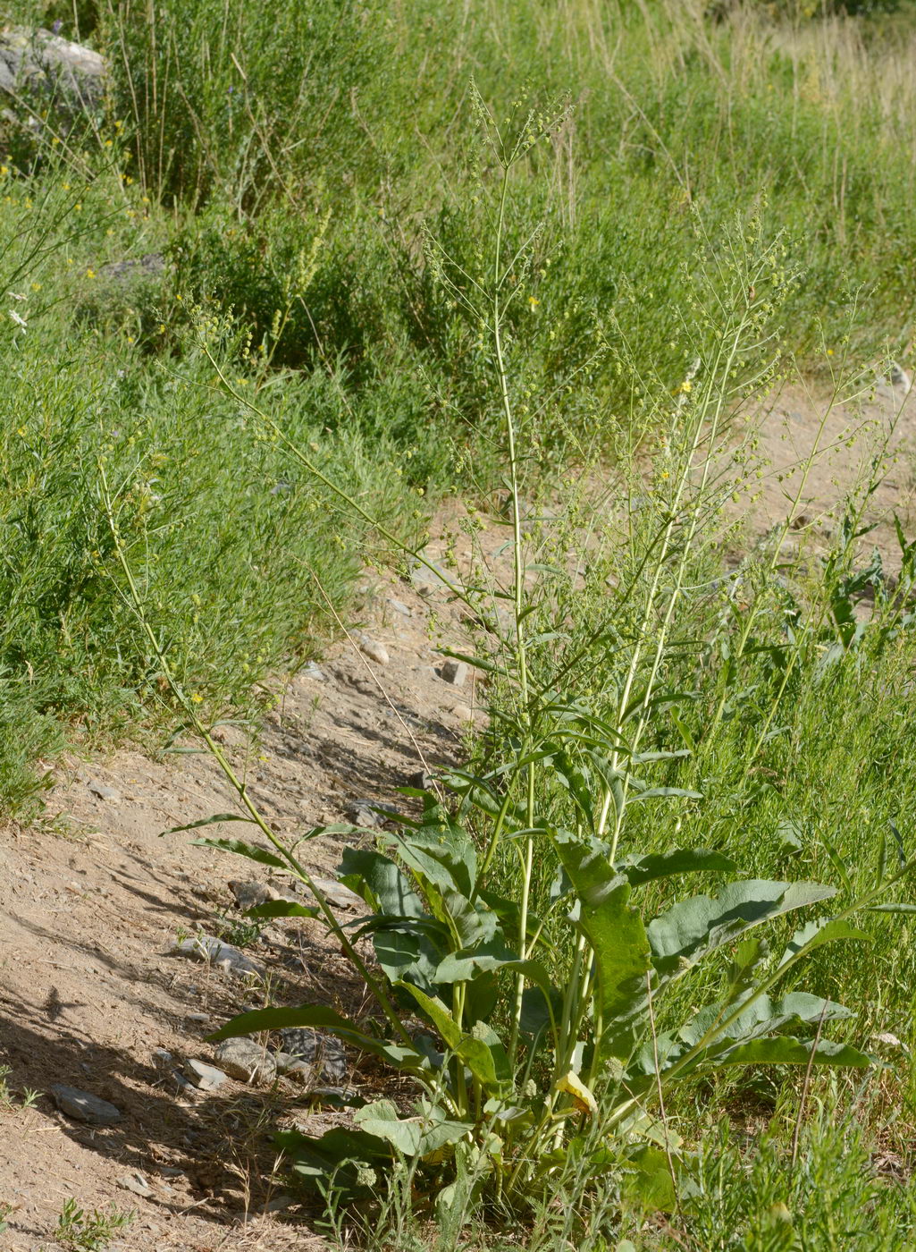 Image of Cynoglossum viridiflorum specimen.