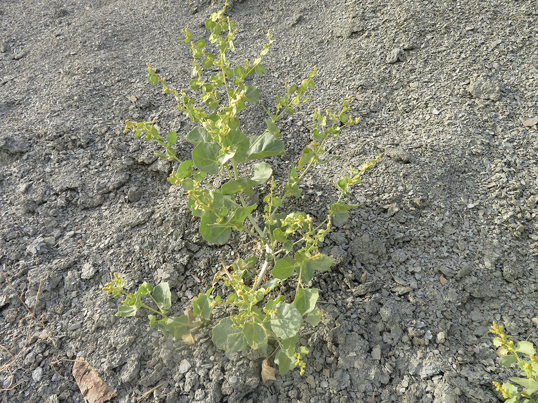 Image of Atriplex moneta specimen.