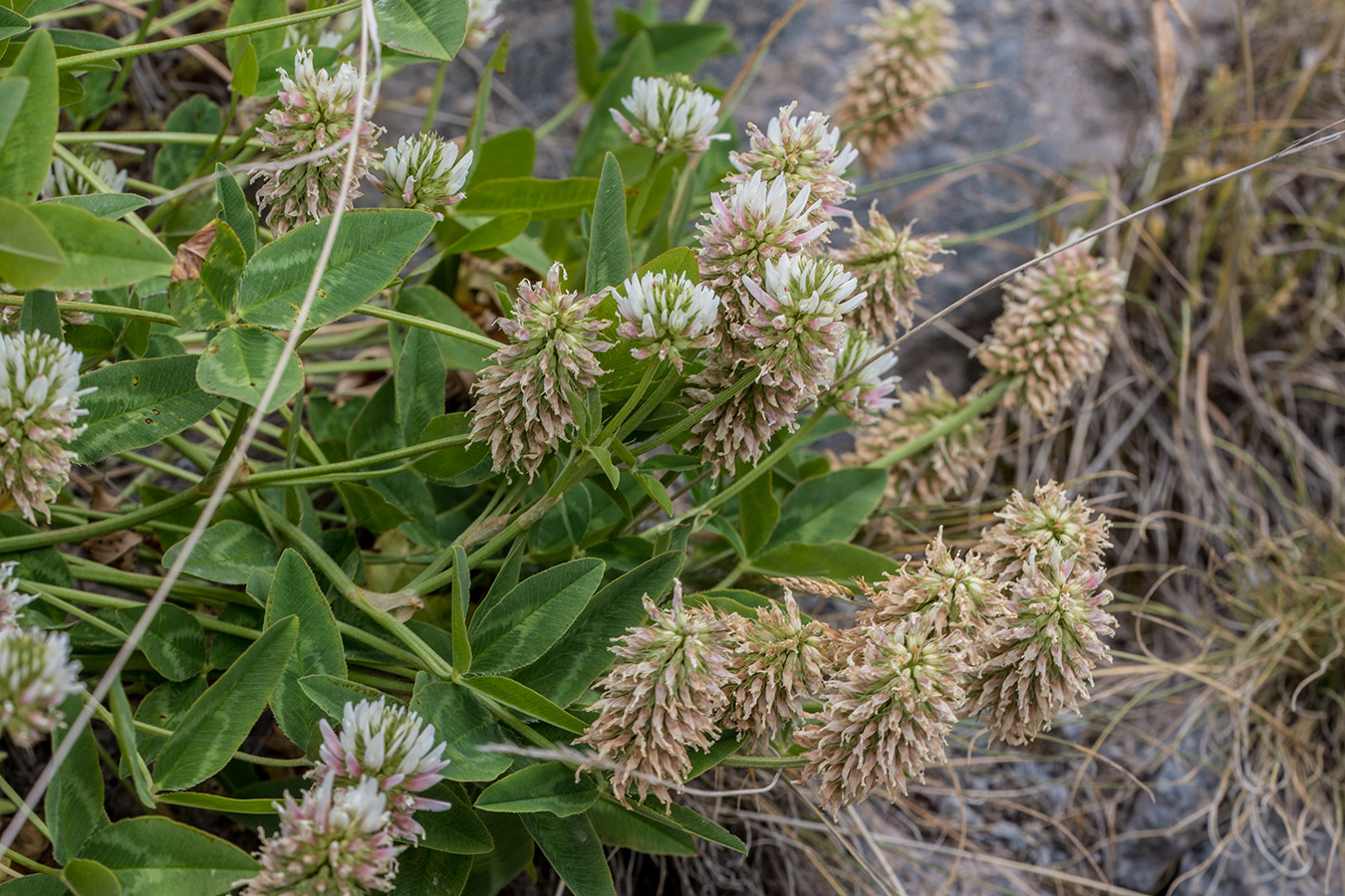 Image of Trifolium ambiguum specimen.