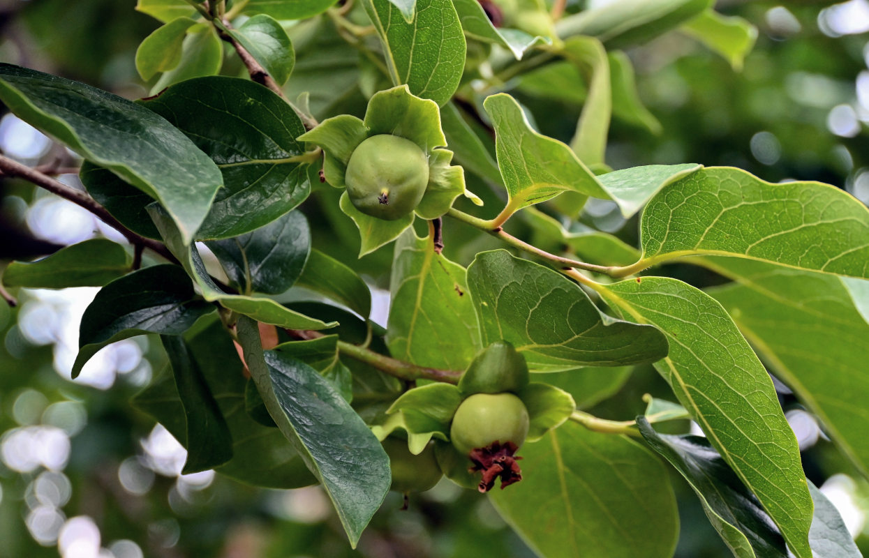 Image of Diospyros kaki specimen.