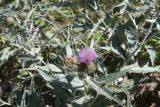 Cirsium argillosum. Верхушка цветущего растения. Чечня, Шаройский р-н, долина р. Цесиахк, с. Цеси, среди камней на берегу. 10 августа 2023 г.