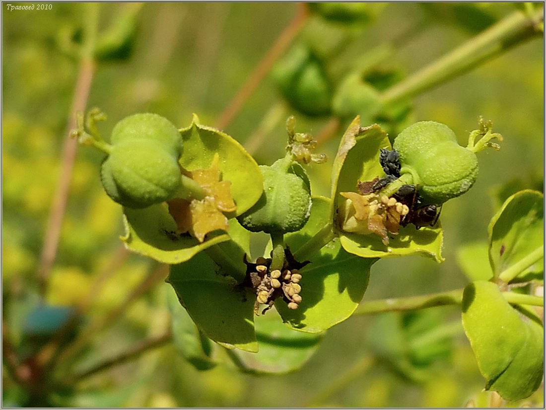 Image of Euphorbia virgata specimen.