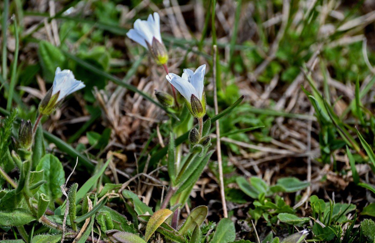 Изображение особи Cerastium purpurascens.