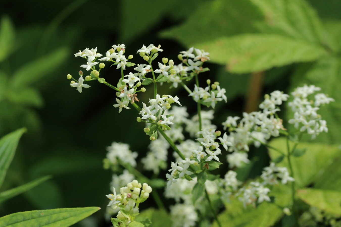 Image of Galium physocarpum specimen.