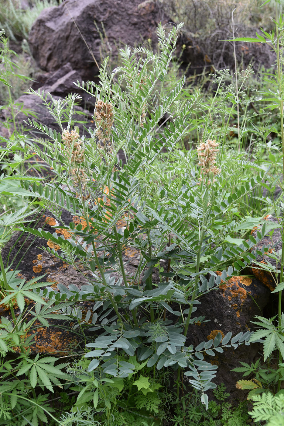 Изображение особи Pseudosophora alopecuroides.