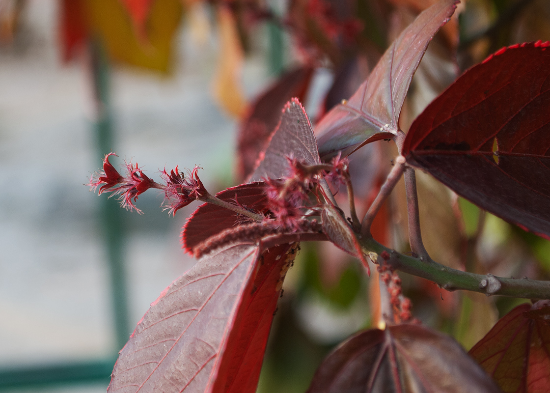 Image of Acalypha wilkesiana specimen.