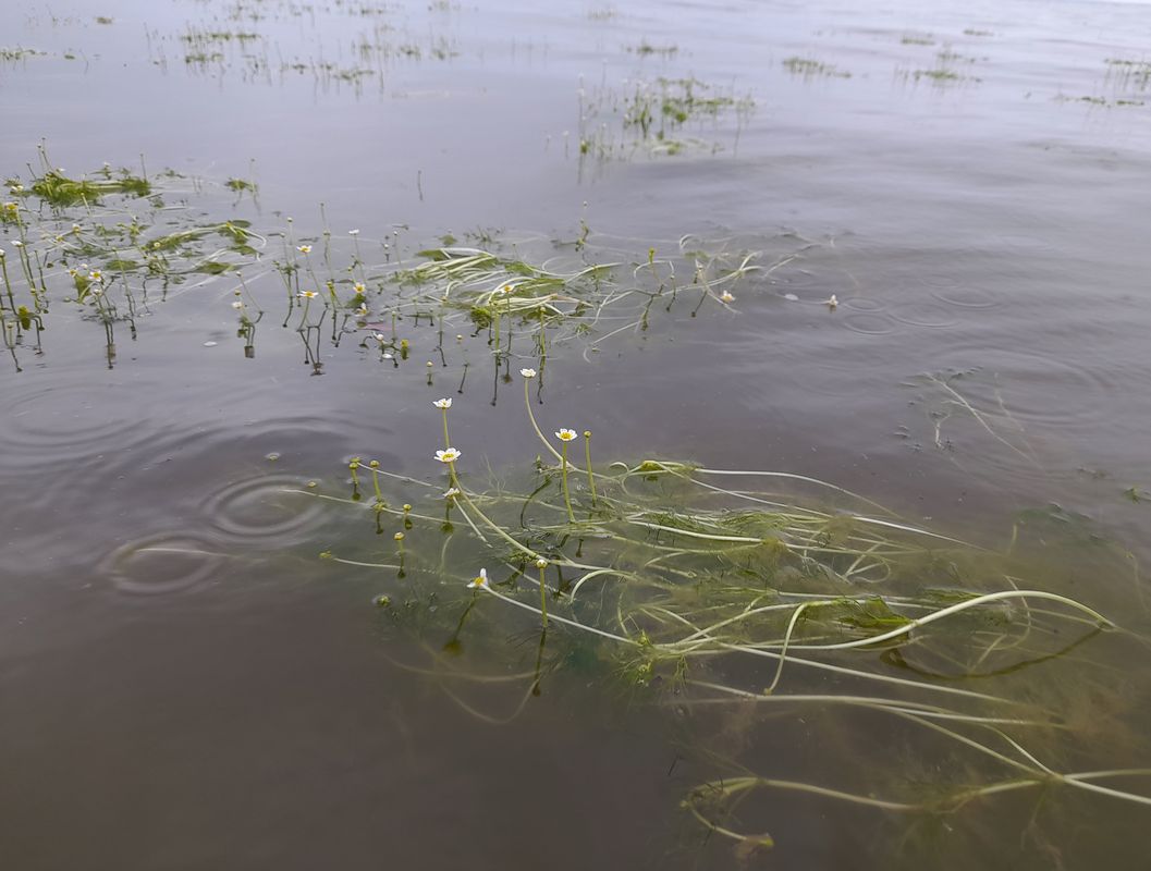 Image of Ranunculus baudotii specimen.