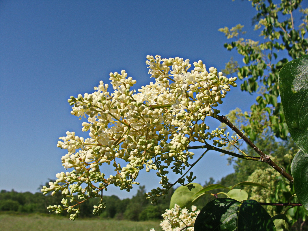 Image of Syringa amurensis specimen.