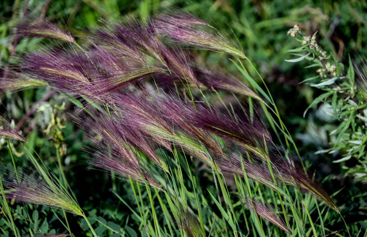 Image of Hordeum jubatum specimen.