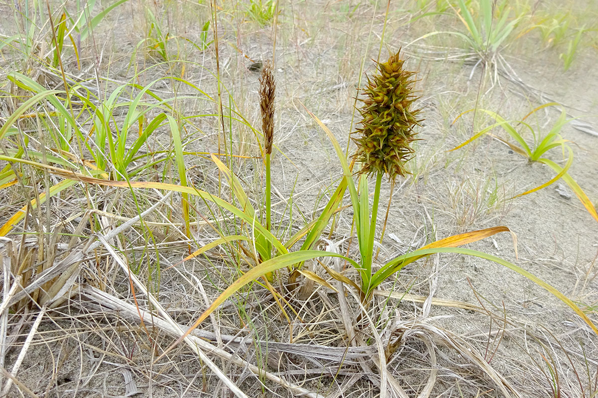 Image of Carex kobomugi specimen.