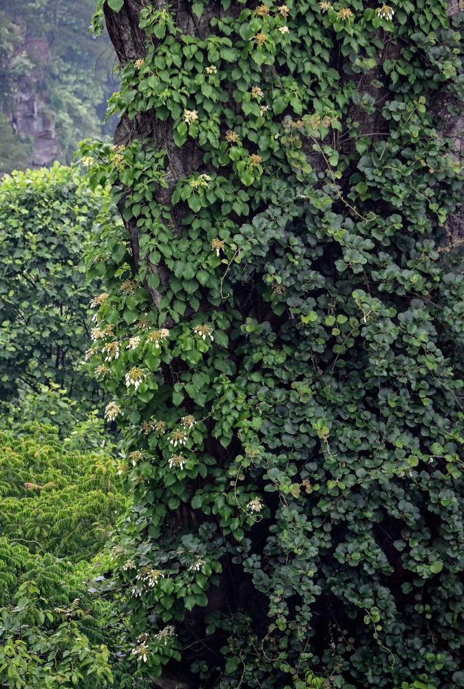 Image of Schizophragma integrifolium specimen.