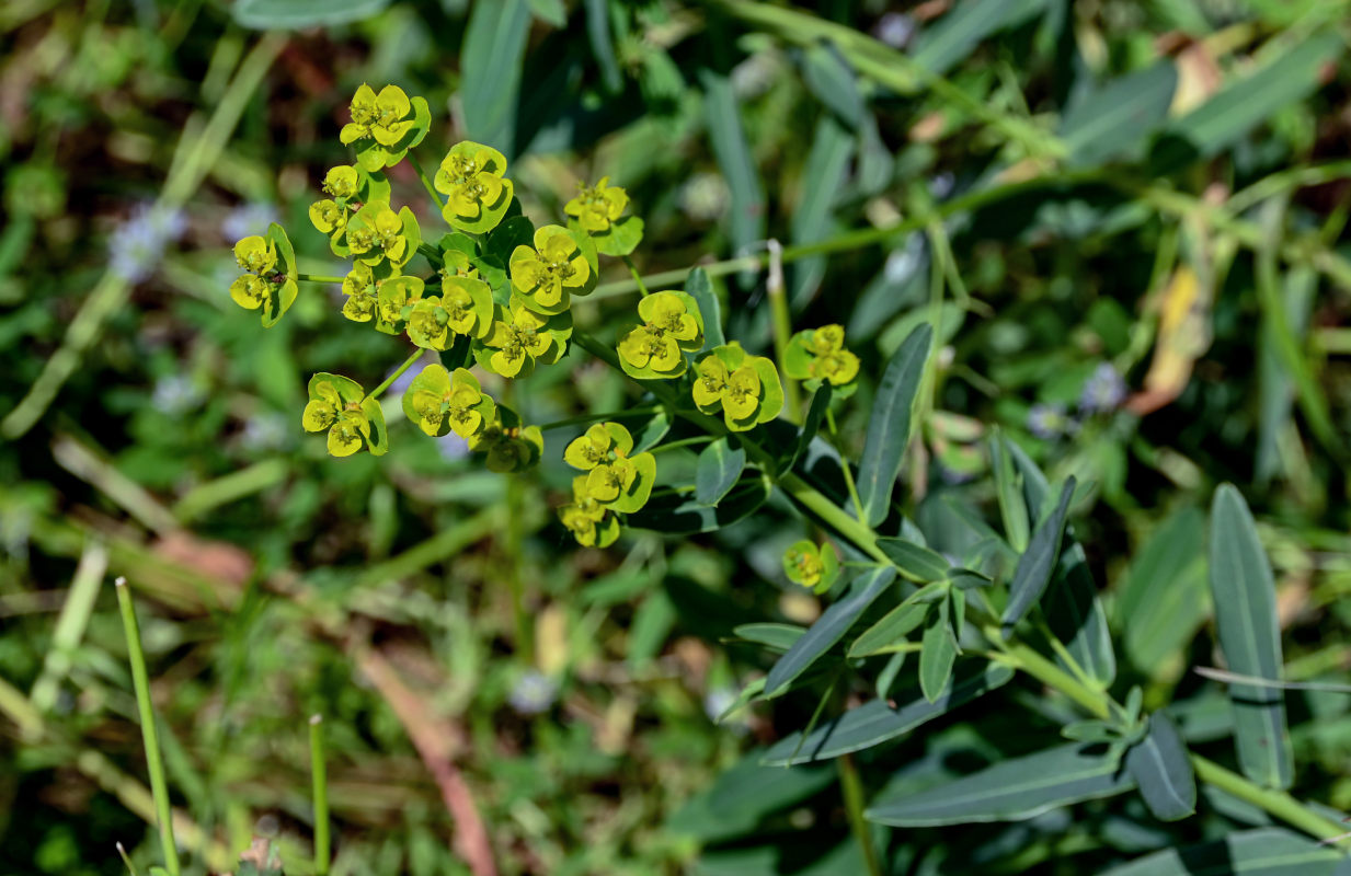 Изображение особи Euphorbia iberica.