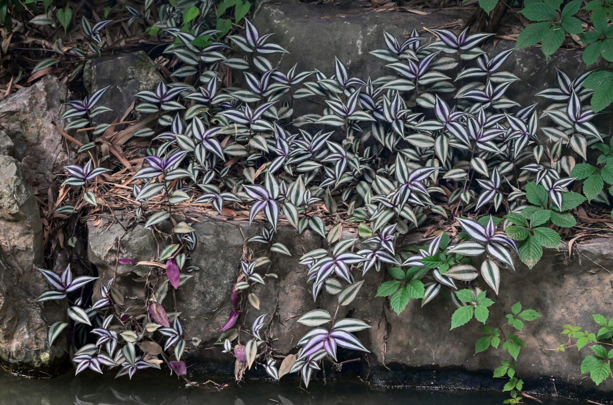 Изображение особи Tradescantia zebrina.