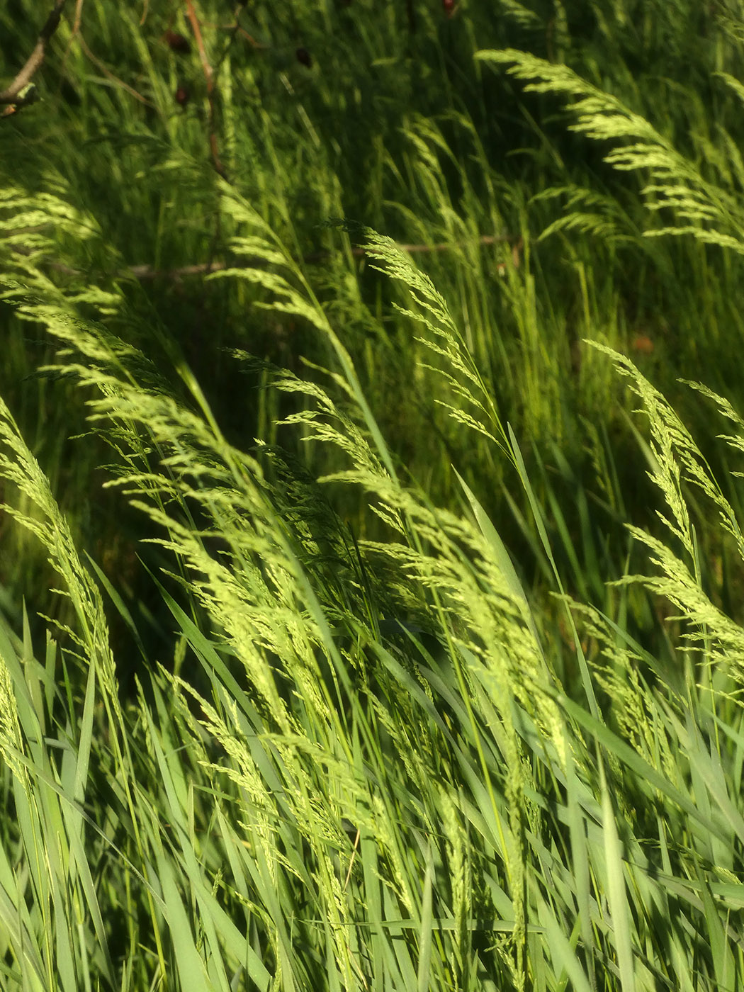 Изображение особи семейство Poaceae.