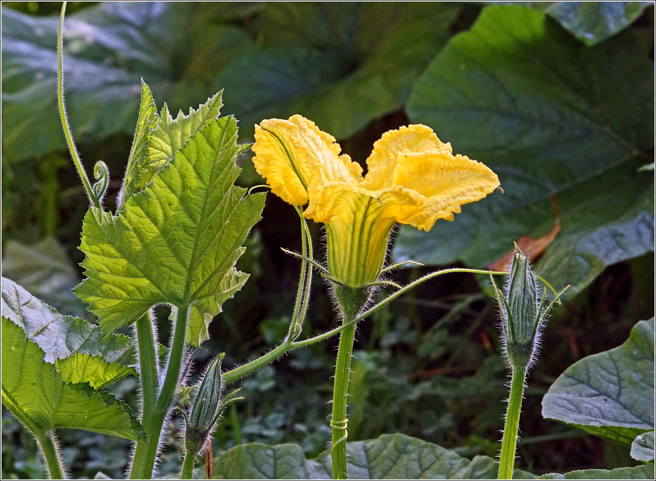 Image of Cucurbita pepo specimen.