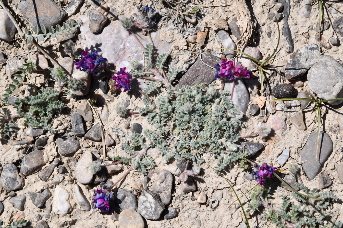 Изображение особи Oxytropis tianschanica.