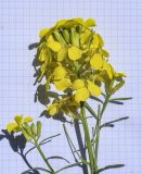 Erysimum ruscinonense