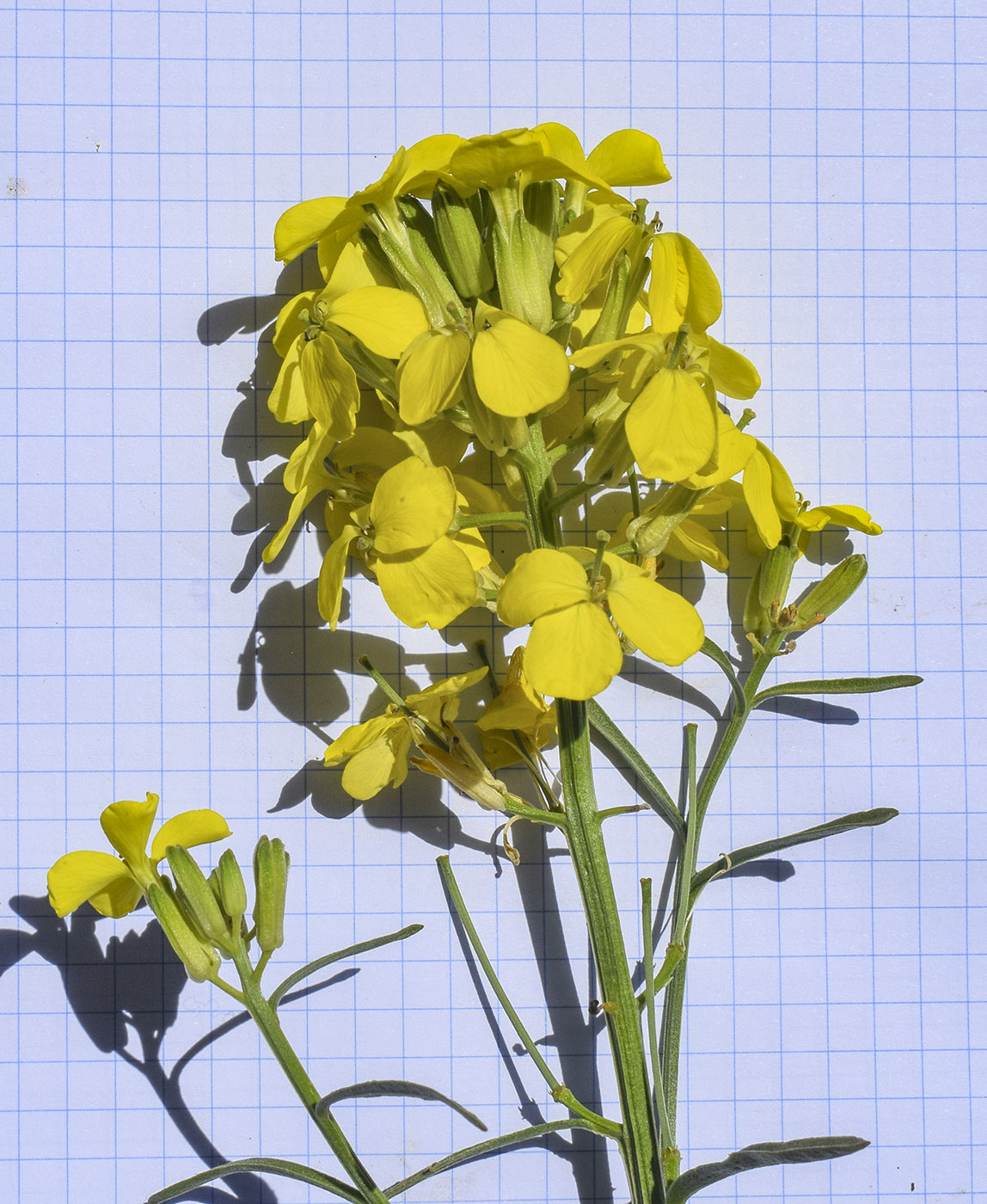 Image of Erysimum ruscinonense specimen.